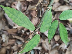 Tetrastigma erubescens