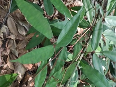 Tetrastigma erubescens