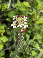 Zaluzianskya microsiphon