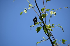 Doxocopa laure laure