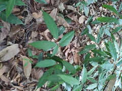 Tetrastigma erubescens