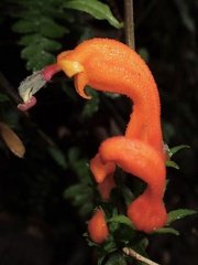 Centropogon granulosus