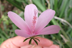 Hibiscus pedunculatus
