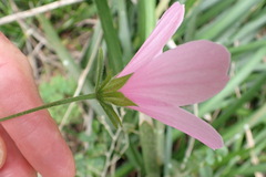 Hibiscus pedunculatus