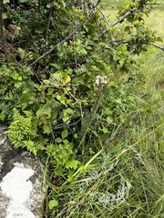 Zaluzianskya microsiphon