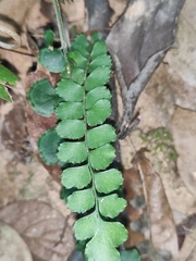 Adiantum flabellulatum