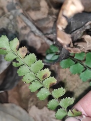 Adiantum flabellulatum