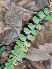 Adiantum flabellulatum