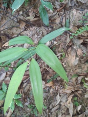 Smilax glabra