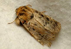 Proteuxoa sanguinipuncta