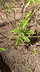 Dolichandra unguis-cati