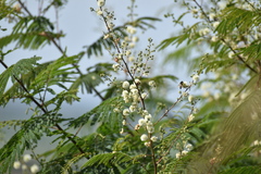 Acaciella