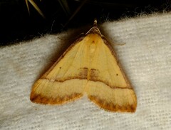Anachloris subochraria