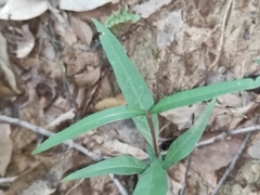 Vincetoxicum stauntonii