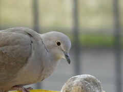 Streptopelia decaocto
