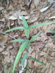 Vincetoxicum stauntonii