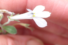 Lobelia pubescens