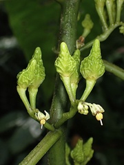 Solanum anceps