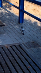 Columba livia domestica