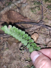 Adiantum flabellulatum