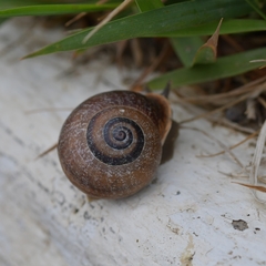 Otala punctata