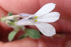 Lobelia pubescens