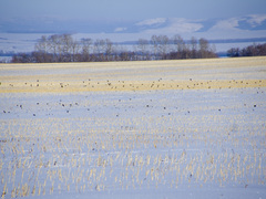 Melanocorypha yeltoniensis