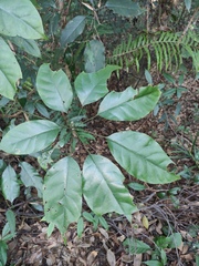 Heptapleurum heptaphyllum