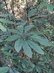 Heptapleurum heptaphyllum