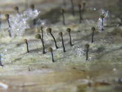 Chaenotheca brunneola