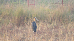 Leptoptilos javanicus