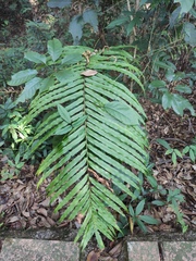 Blechnum orientale
