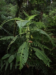 Solanum anceps