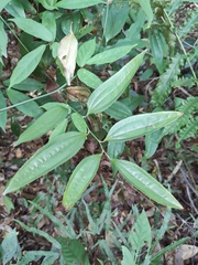 Smilax lanceifolia opaca