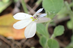Lobelia pubescens