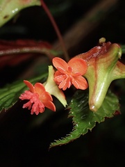 Begonia urticae