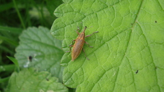 Lixus iridis