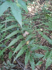 Woodwardia japonica