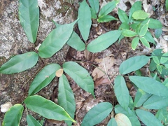 Tetrastigma hemsleyanum