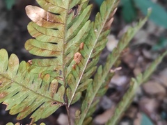 Pteris fauriei