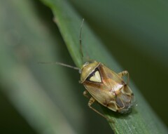 Lygus rugulipennis