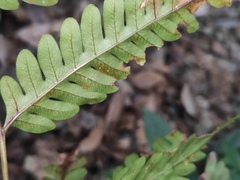 Pteris fauriei