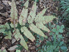 Pteris fauriei
