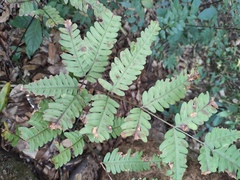 Pteris fauriei