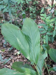 Alpinia japonica