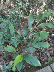 Alpinia japonica