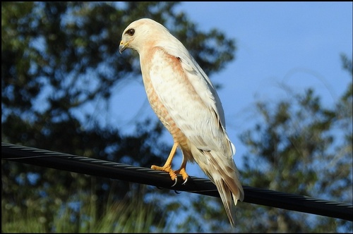 Red-shouldered Hawk photographed in Florida
