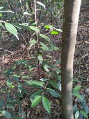 Syzygium hancei