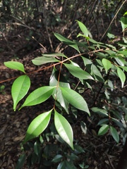 Syzygium hancei