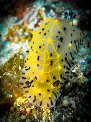 Halgerda elegans